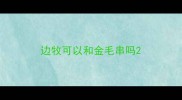 边牧可以和金毛串吗