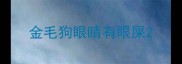 金毛狗眼睛有眼屎