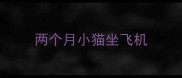 两个月小猫坐飞机
