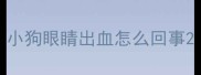 小狗眼睛出血怎么回事