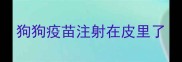 狗狗疫苗注射在皮里了