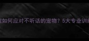 宠物医院如何应对不听话的宠物5大专业训练方法全