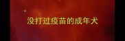 没打过疫苗的成年犬