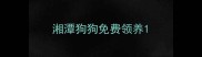 湘潭狗狗免费领养