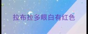 拉布拉多眼白有红色