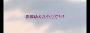 贵宾幼犬几个月打针