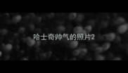 哈士奇帅气的照片