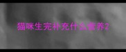 猫咪生完补充什么营养