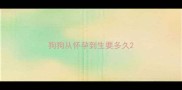 狗狗从怀孕到生要多久