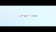 小狗在哪里打狂犬疫苗
