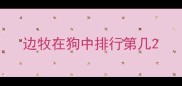 边牧在狗中排行第几