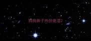 狗狗鼻子热但是湿