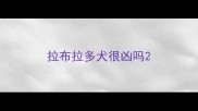 拉布拉多犬很凶吗