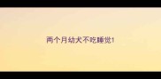 两个月幼犬不吃睡觉