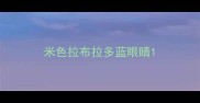 米色拉布拉多蓝眼睛