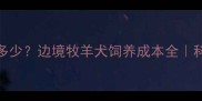 边牧每月吃多少边境牧羊犬饲养成本全科学喂养指南