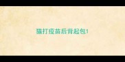 猫打疫苗后背起包