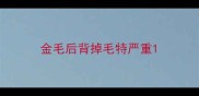 金毛后背掉毛特严重