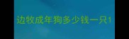 边牧成年狗多少钱一只