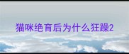 猫咪绝育后为什么狂躁