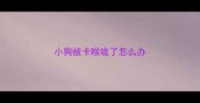小狗被卡喉咙了怎么办