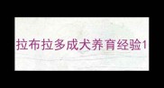 拉布拉多成犬养育经验