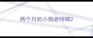 两个月的小狗老哼唧