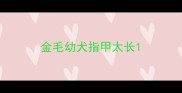 金毛幼犬指甲太长