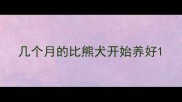 几个月的比熊犬开始养好
