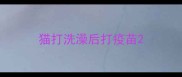 猫打洗澡后打疫苗
