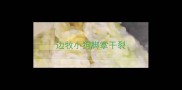 边牧小狗脚掌干裂