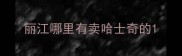 丽江哪里有卖哈士奇的