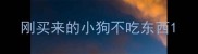 刚买来的小狗不吃东西
