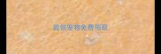 微信宠物免费领取