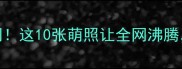哈士奇爆火全网这10张萌照让全网沸腾养宠攻略必看