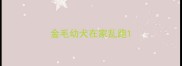 金毛幼犬在家乱跑