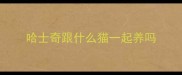 哈士奇跟什么猫一起养吗