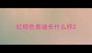 红棕色泰迪长什么样