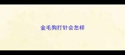 金毛狗打针会怎样