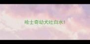 哈士奇幼犬吐白水