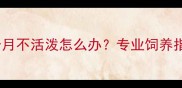 哈士奇幼犬三个月不活泼怎么办专业饲养指南与护理要点