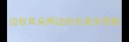 边牧耳朵两边的毛很多想脱