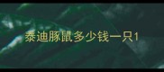 泰迪豚鼠多少钱一只