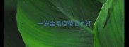 一岁金毛疫苗怎么打