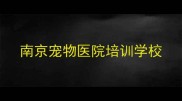 南京宠物医院培训学校
