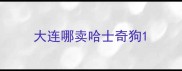 大连哪卖哈士奇狗