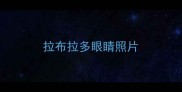 拉布拉多眼睛照片