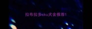 拉布拉多cku犬舍推荐
