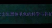泰迪犬出生黑色毛色的科学与养护指南