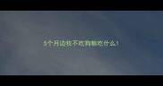 5个月边牧不吃狗粮吃什么